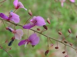 Desmodium plante du foie