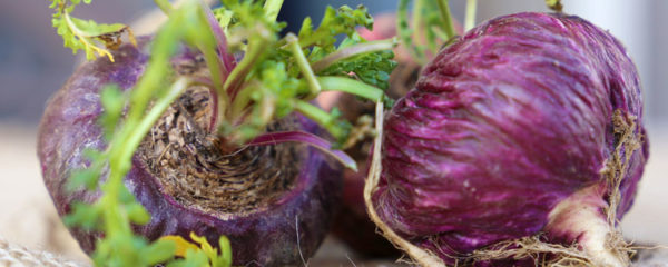 la Maca rouge